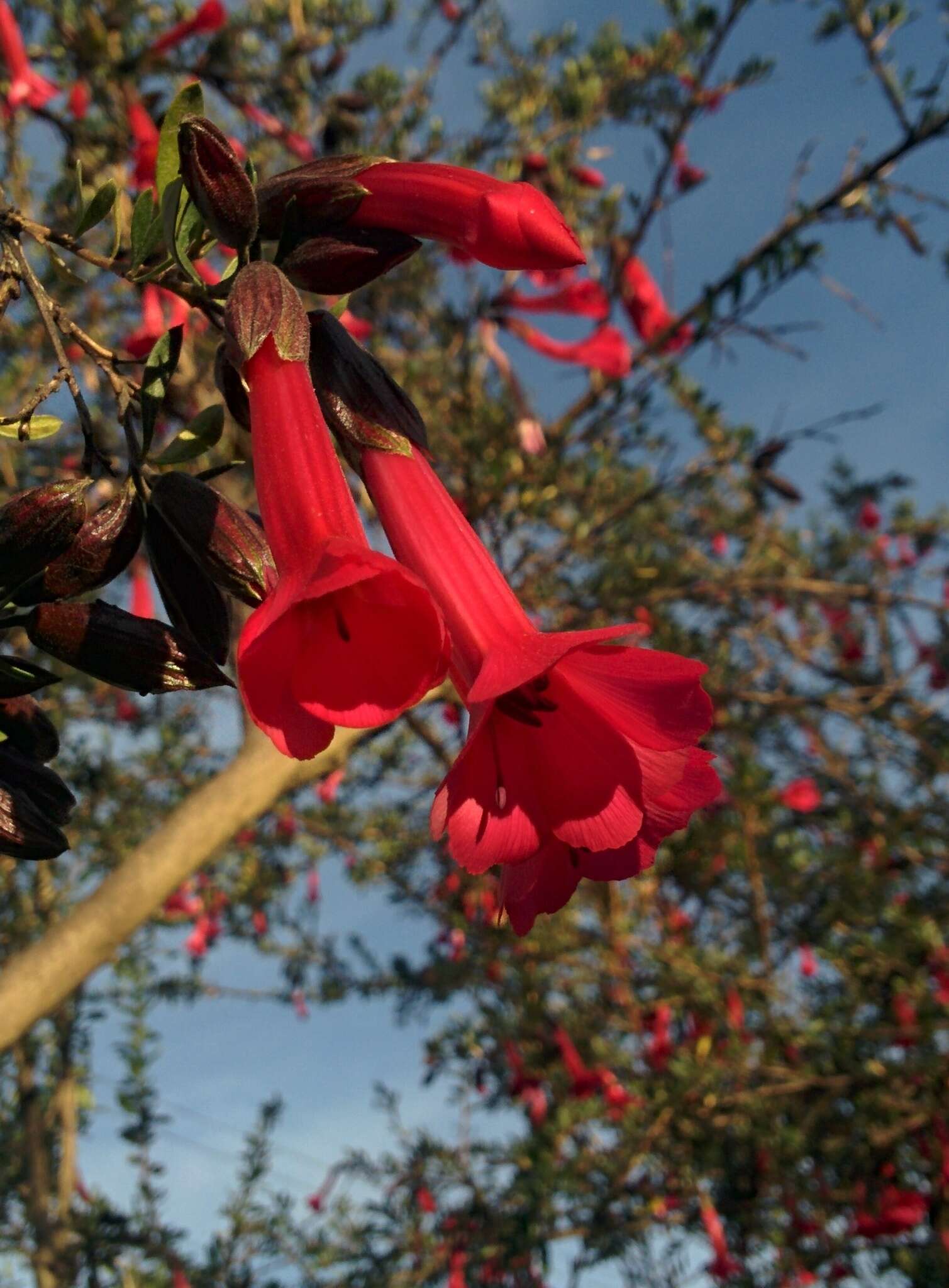 Plancia ëd Cantua buxifolia Jussieu ex Lamarck