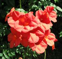 Image of Chinese Trumpet Vine