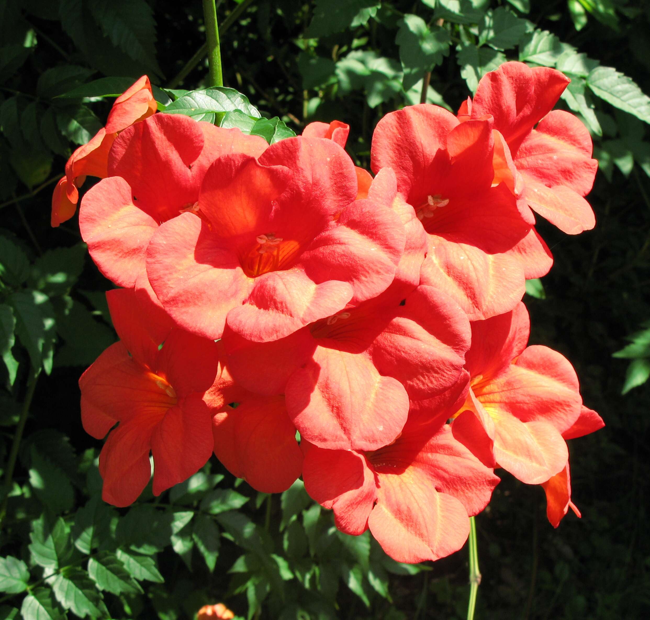 Image of Chinese Trumpet Vine