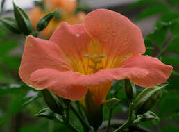 Image of Chinese Trumpet Vine