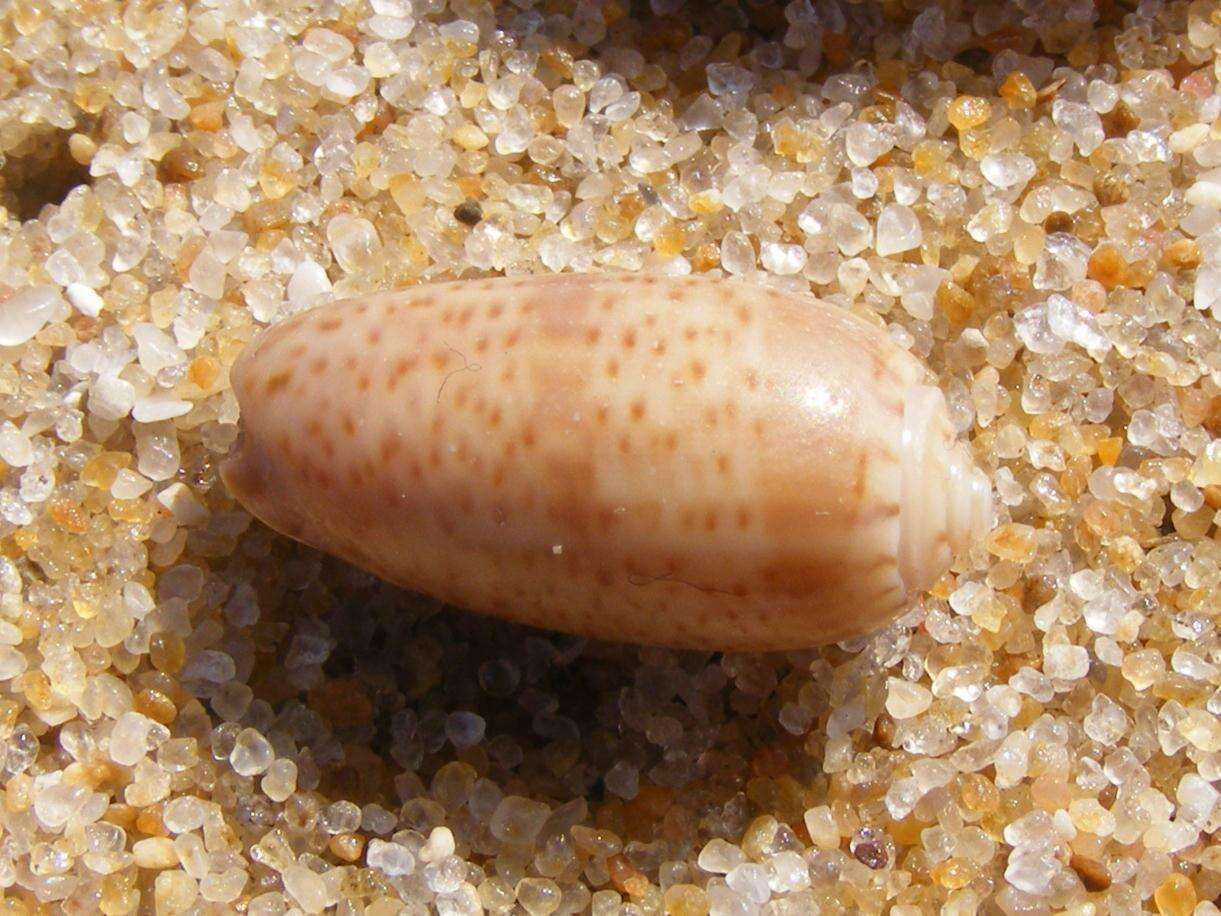 Image of Carolinian olive shell