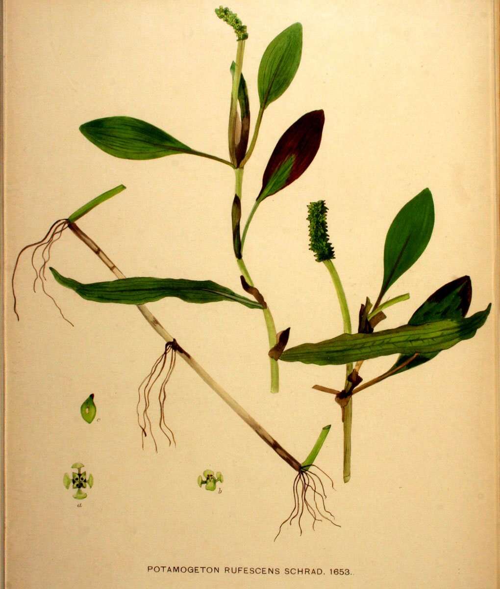 Image of alpine pondweed