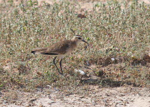 Image of Sociable Lapwing