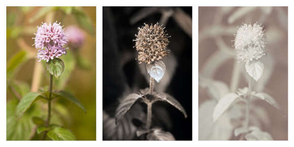 Image of Water Mint