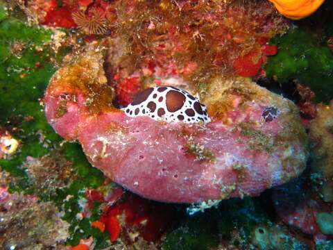 Peltodoris atromaculata Bergh 1880 resmi