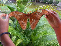 Image of Attacus inopinatus Jurriaanse & Lindemans 1920