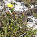 Image of Lampranthus bicolor (L.) N. E. Br.