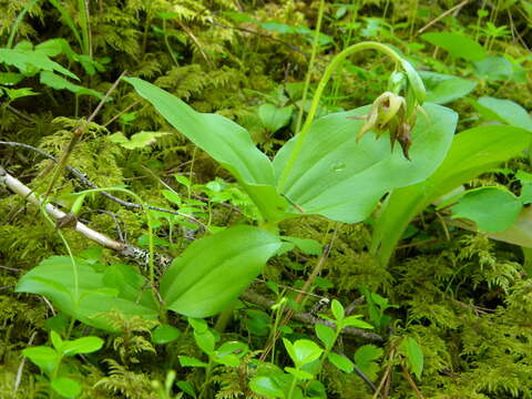 Image of Clustered lady's slipper