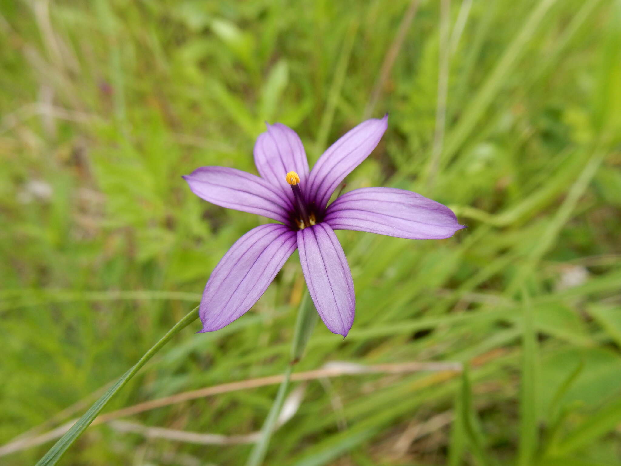 Image of Hitchcock's Blue-Eyed-Grass