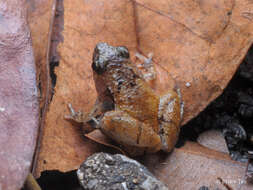 Image of Bornean Chorus Frog