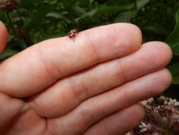 Image of Spotted Lady Beetle