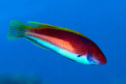 Image of Yellowband wrasse