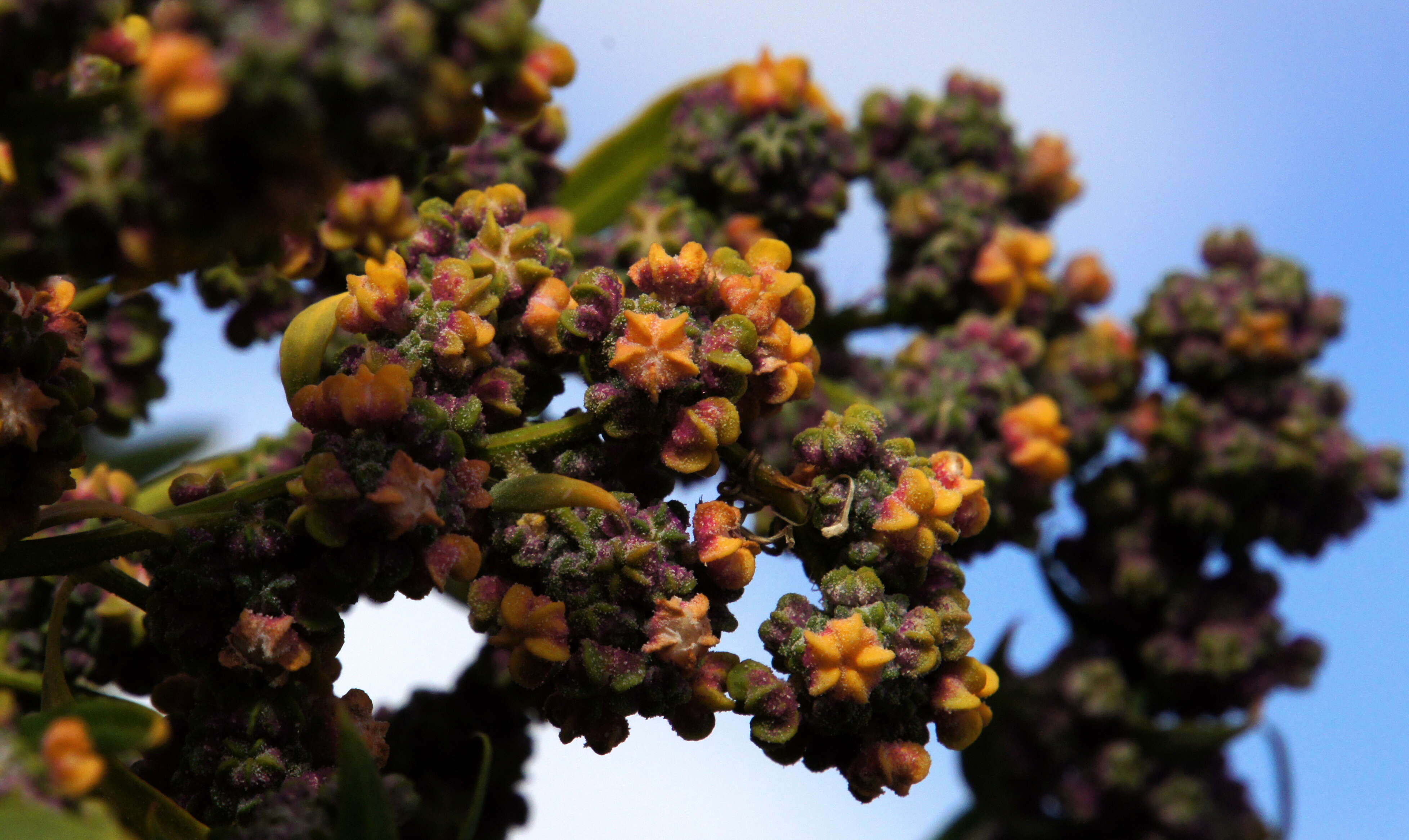 Image of quinoa