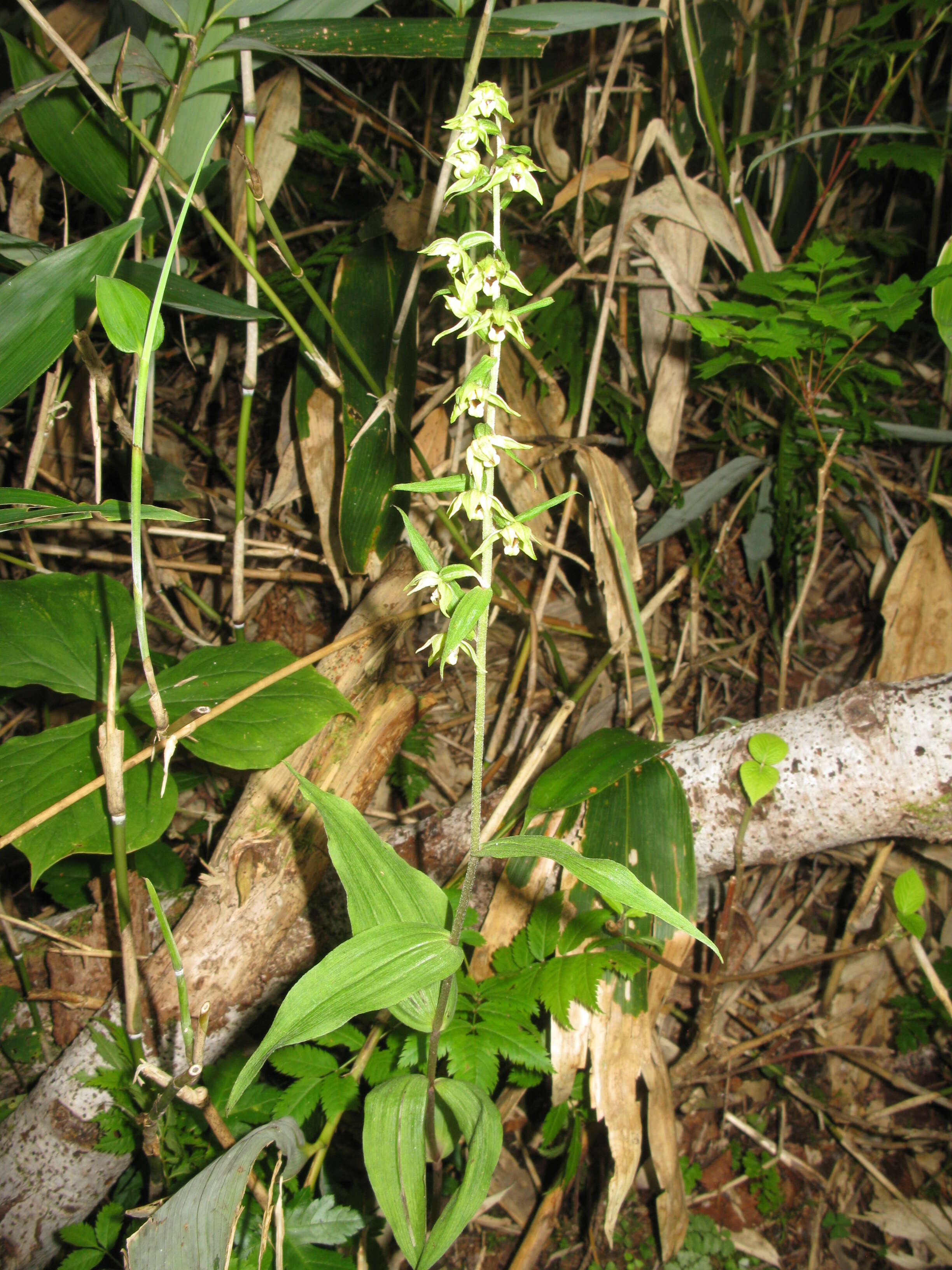 Image of Epipactis papillosa Franch. & Sav.