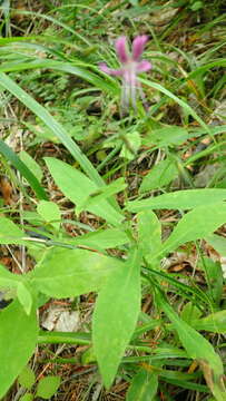 Image of rattlesnakeroot