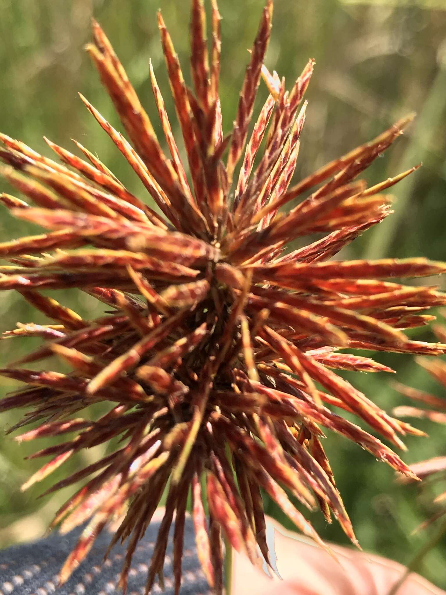 Image of clustered flatsedge