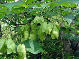 Imagem de Staphylea trifolia L.