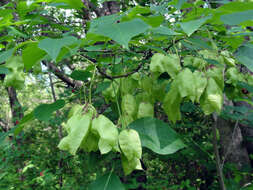 Imagem de Staphylea trifolia L.