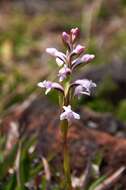 Image de Satyrium amoenum (Thouars) A. Rich.