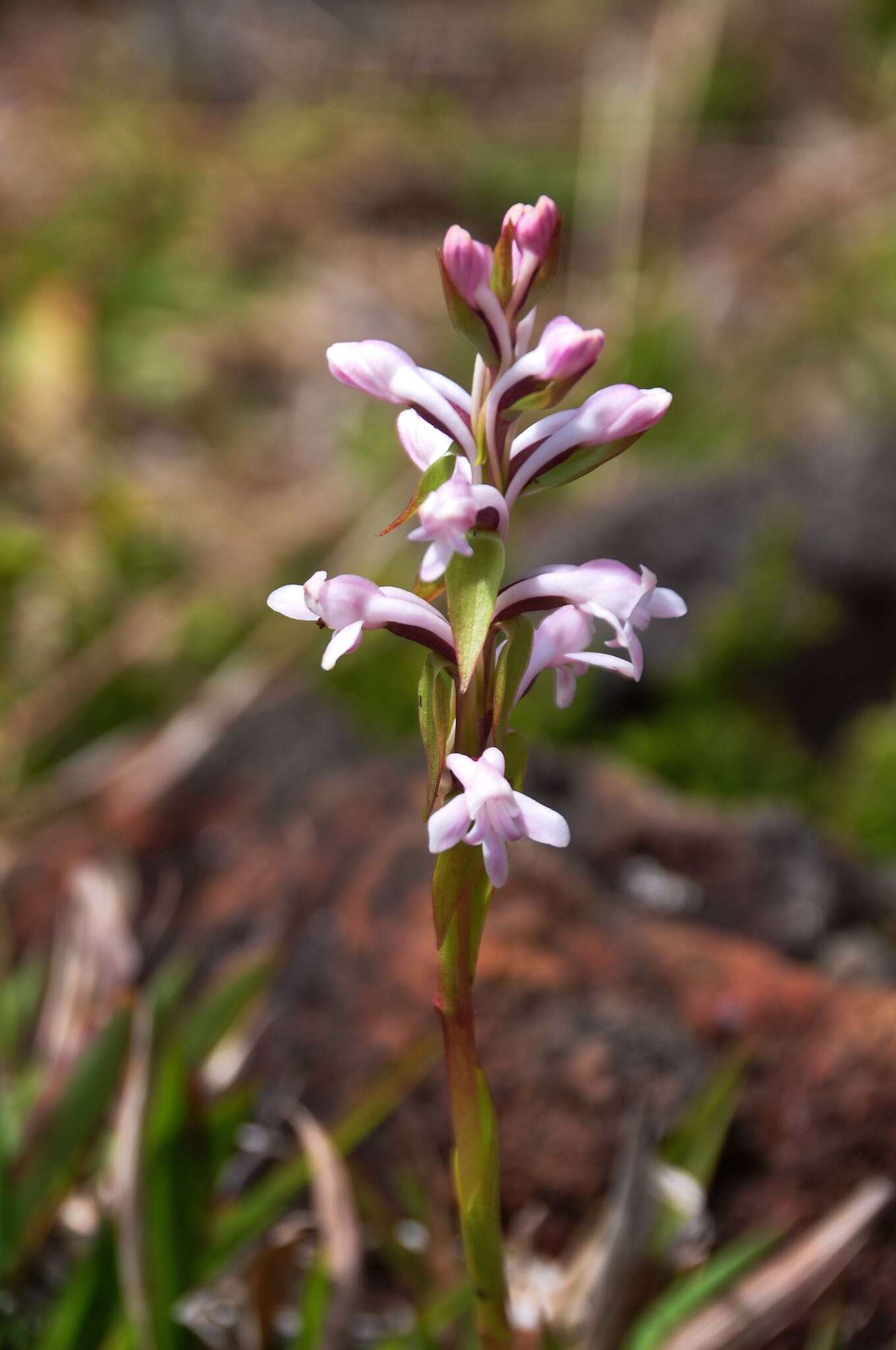 Image de Satyrium amoenum (Thouars) A. Rich.