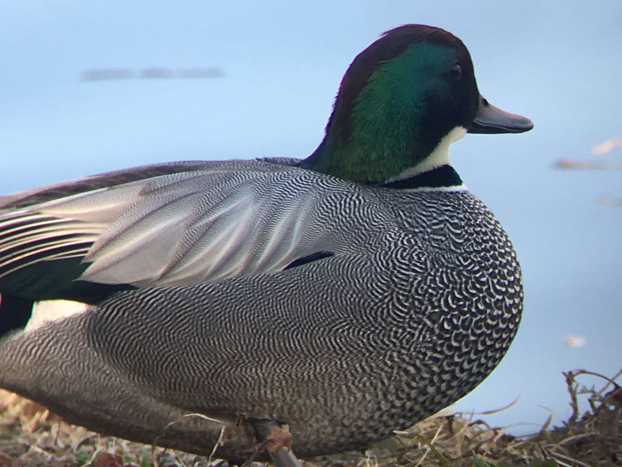 Image of Falcated Duck
