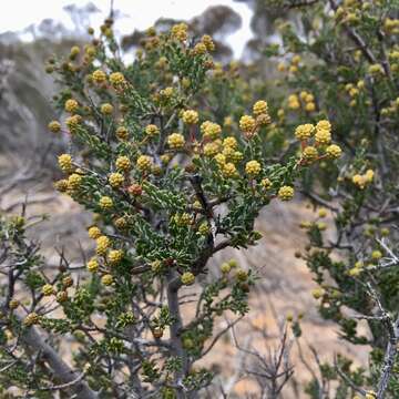 Imagem de Acacia acanthoclada F. Muell.