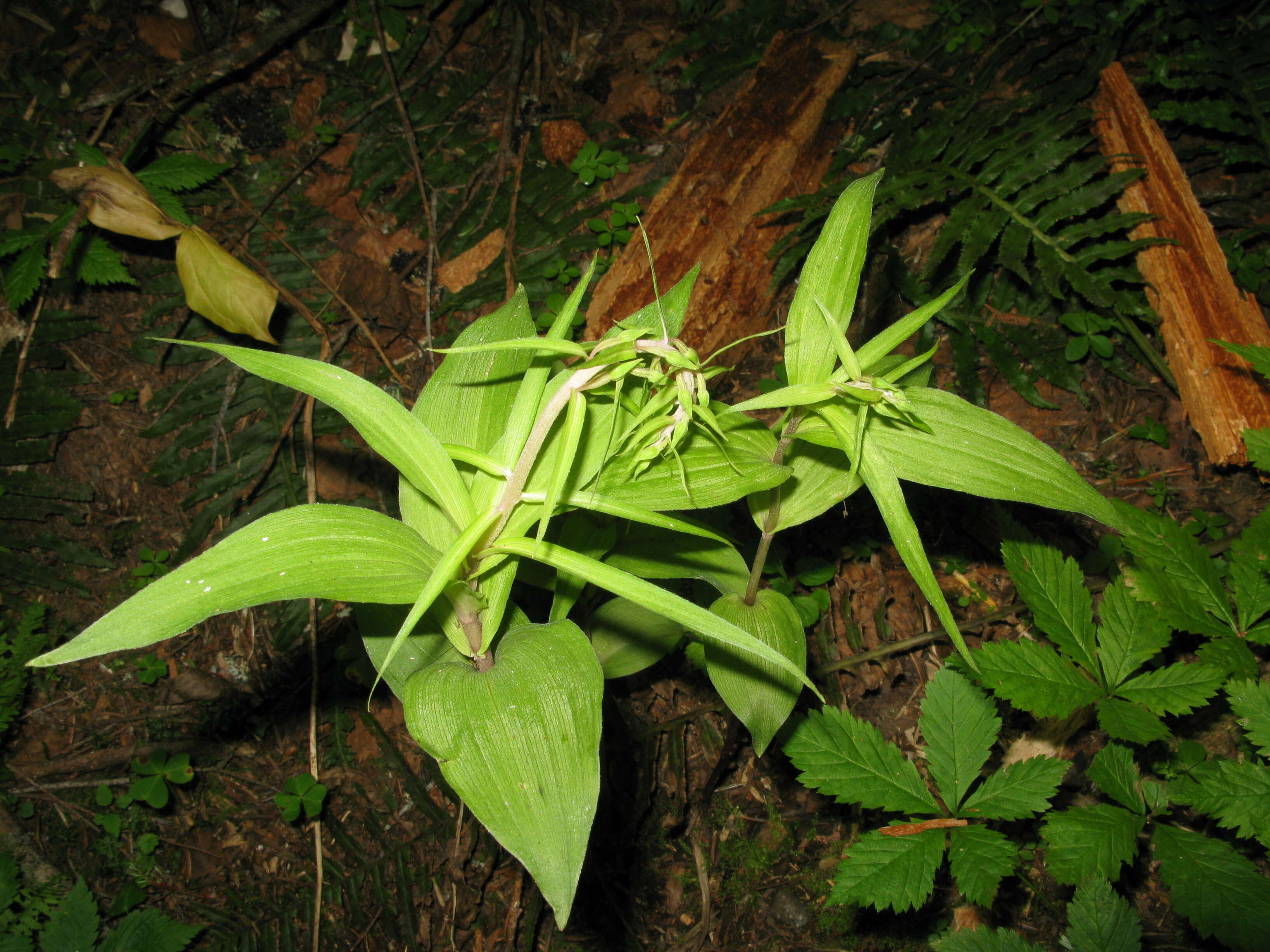 Imagem de Epipactis papillosa Franch. & Sav.