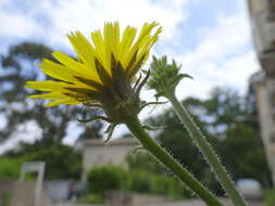 Image of hawkweed oxtongue