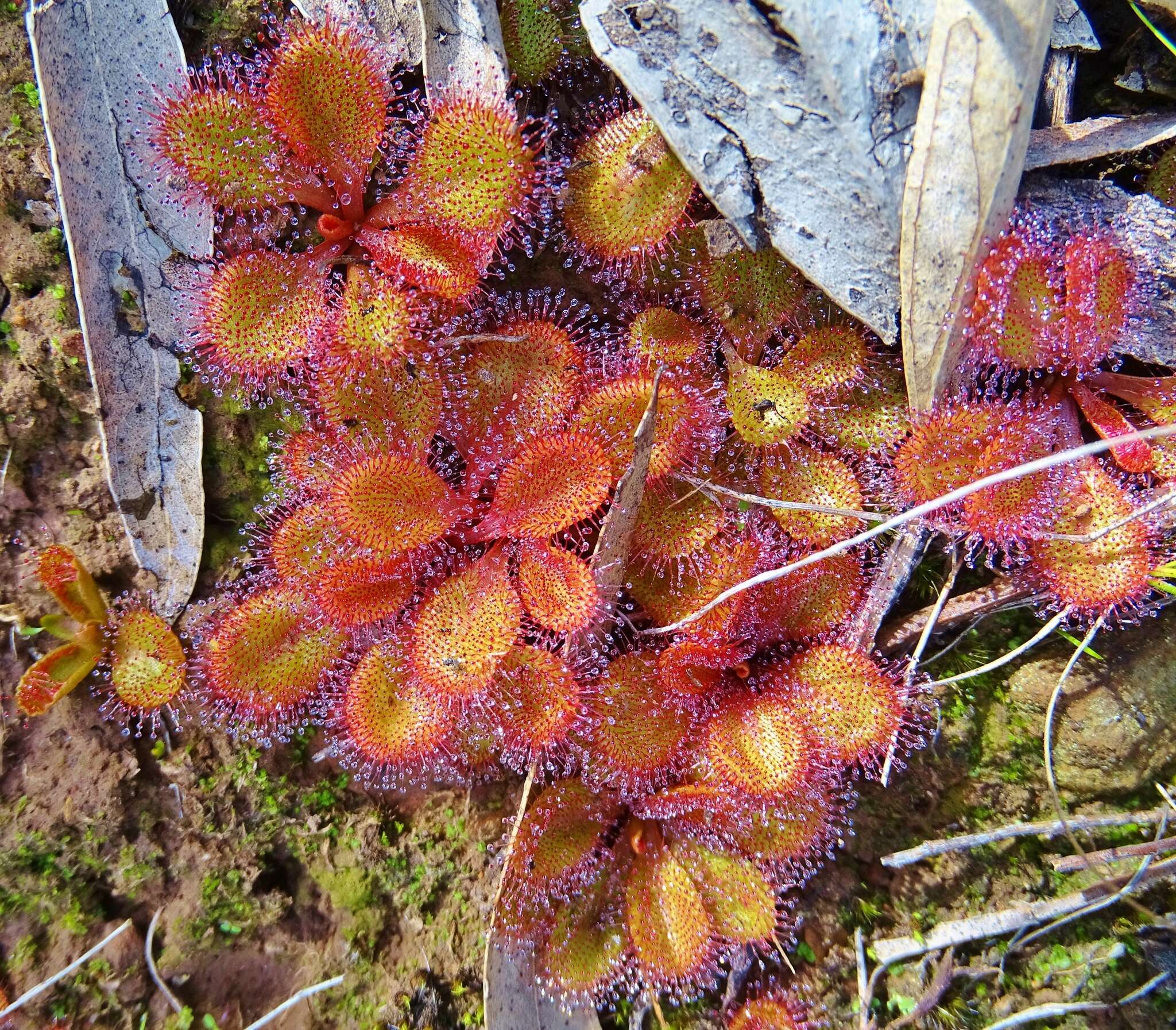 Image of Drosera praefolia Tepper