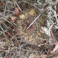 Image de Mammillaria brandegeei subsp. brandegeei