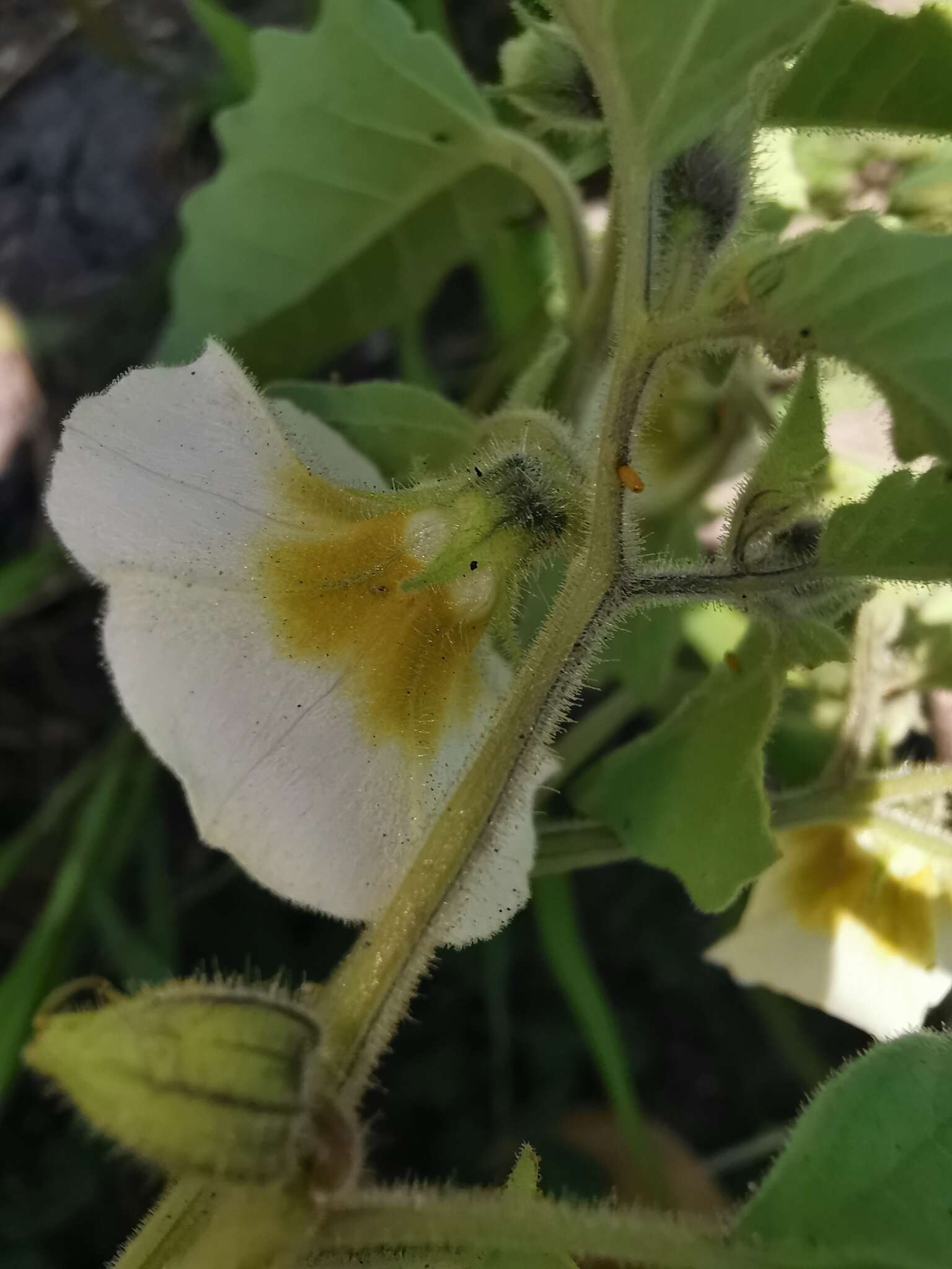 Image of Physalis patula Mill.