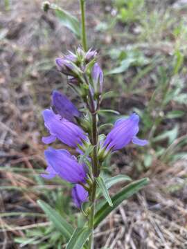 Image of Mt. Graham beardtongue