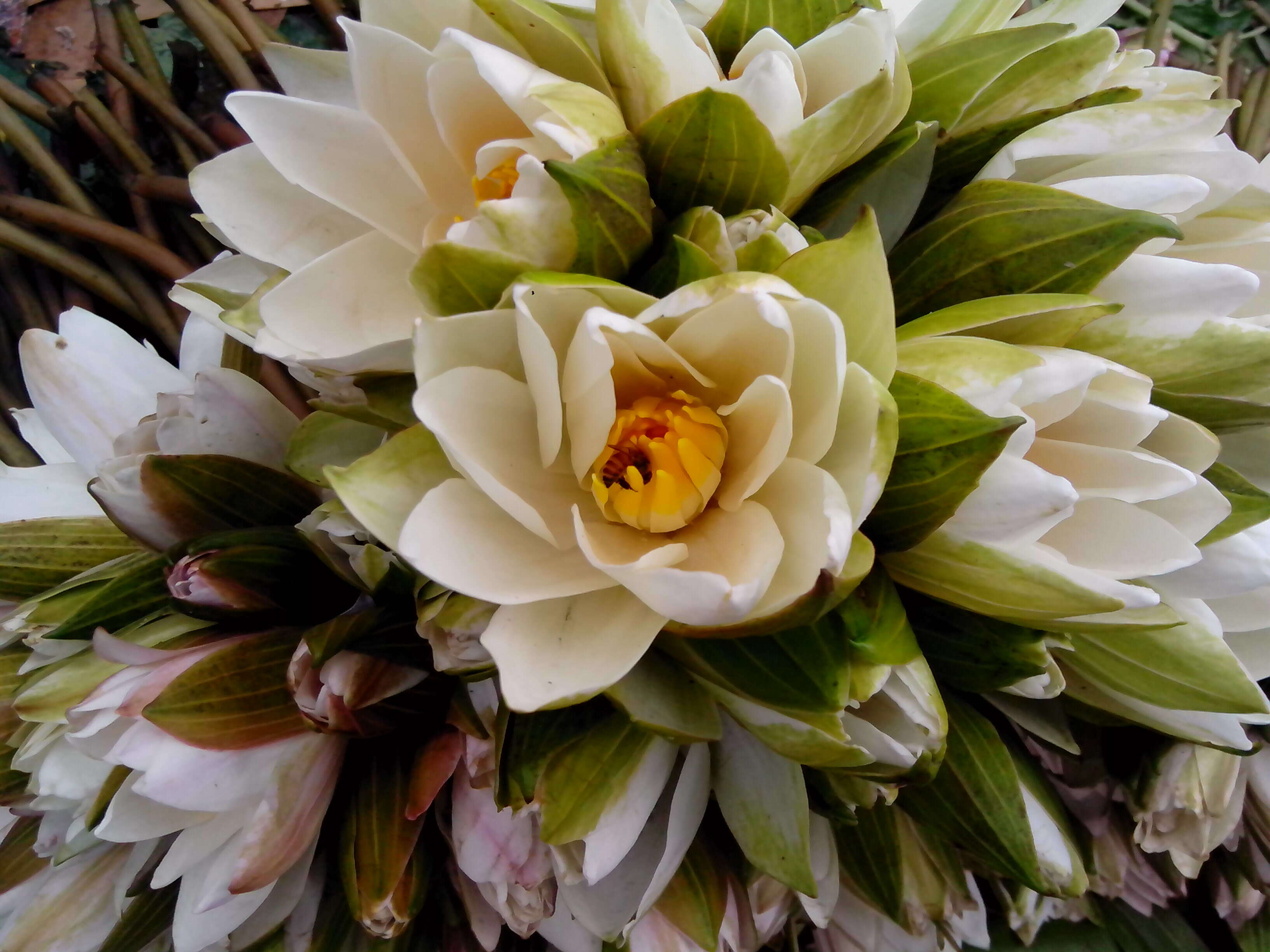 Image of blue star water-lily