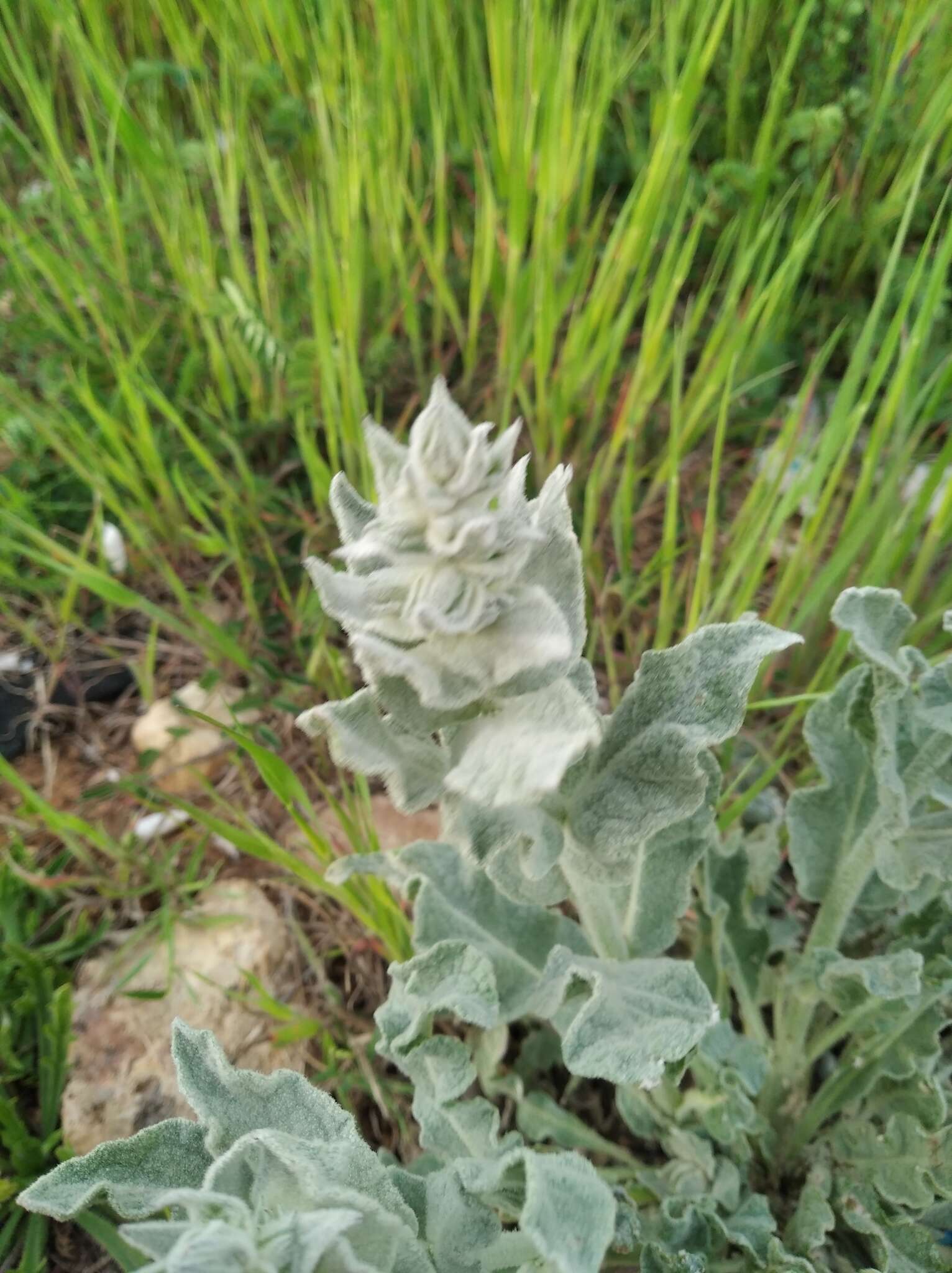 Image of Verbascum undulatum Lam.