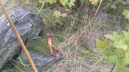 Image of Long-tailed Weasel