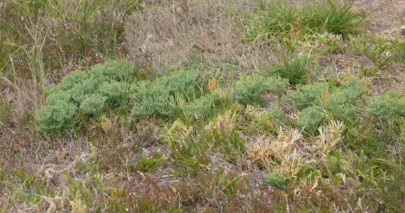 Image of deeproot clubmoss