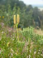 Image of deeproot clubmoss