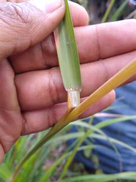 Image of Festuca amplissima Rupr. ex Galeotti