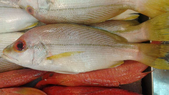 Image of Brownstripe snapper