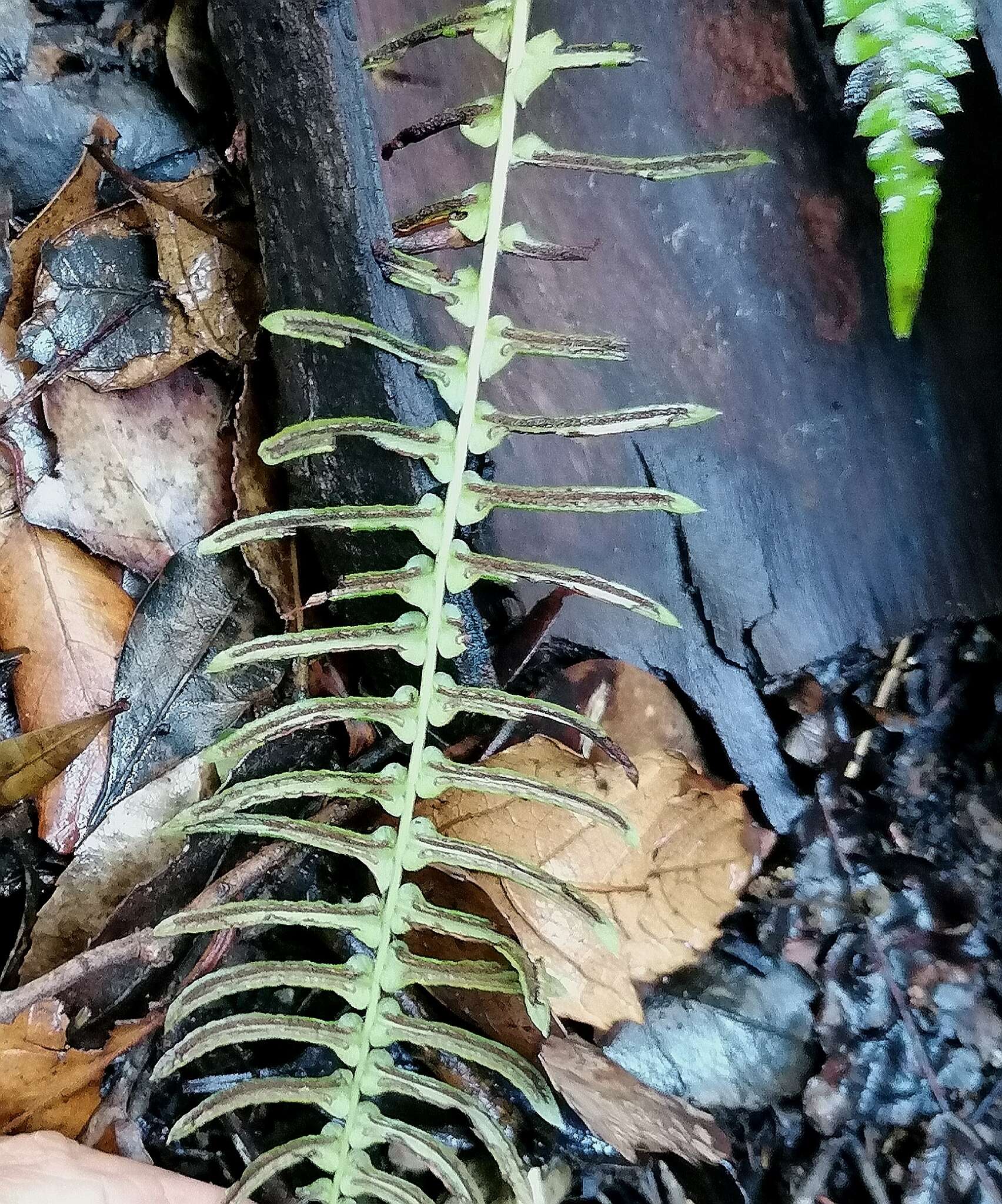 Image of Blechnum australe L.