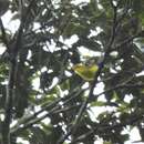 Image of Hainan leaf warbler