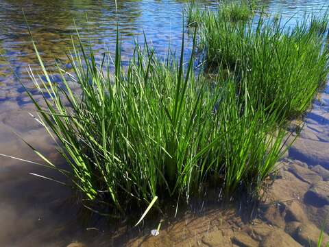 Imagem de Acorus calamus var. americanus Raf.