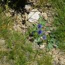 Image de Jasione laevis subsp. carpetana (Boiss. & Reut.) Rivas Mart.