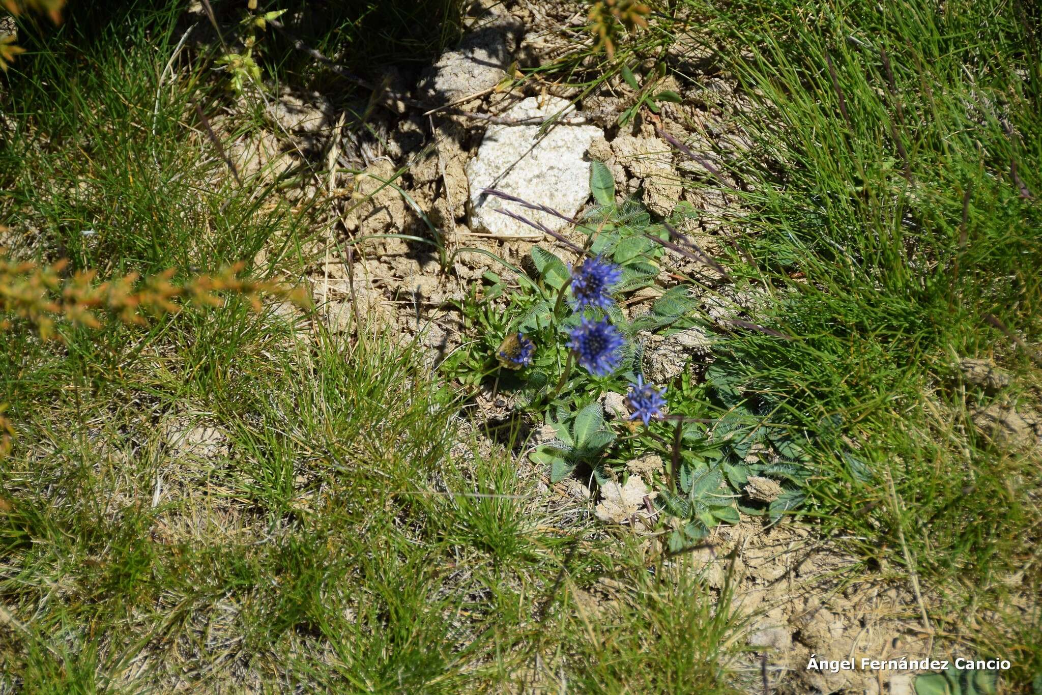 Jasione laevis subsp. carpetana (Boiss. & Reut.) Rivas Mart.的圖片