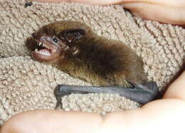 Image of African Pipistrelle