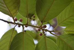 Image of Frangula capreifolia (Schlechtend.) Grubov