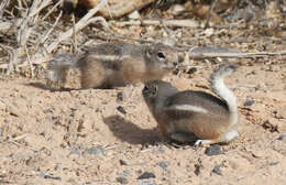 Image of white-tailed antelope squirrel