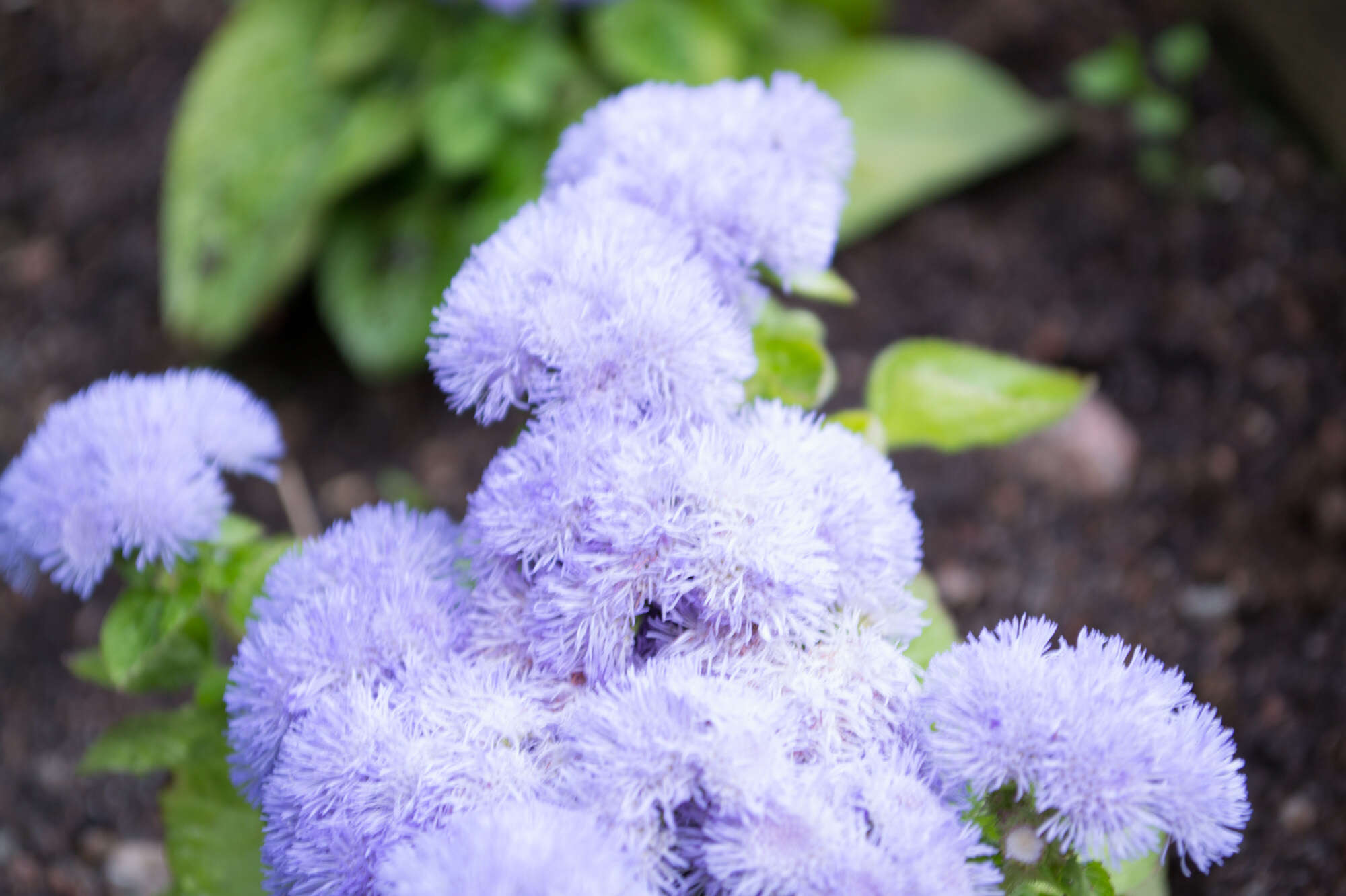 Imagem de Ageratum houstonianum Mill.