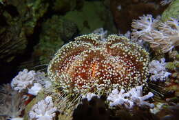 Image of Red Sea fire urchin