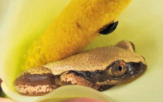 Image of Knysna Banana Frog